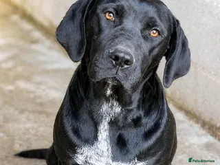 Mixed Breed dogs 🐾 Ebony – Lovely compact Labrador Girl ❤️ - Advert 1
