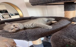 British Shorthair cats for sale: British Shorthair Kittens - Image 3