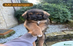 Mixed Breed dogs for sale: Outstanding Mini Saint Bernadoodle Puppies  - Image 25