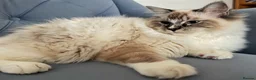 Ragdoll cats for stud: Proven Registered Stud - Advert 2