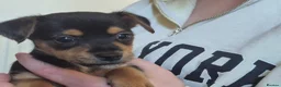 Jack Russell dogs for sale: Lovely Jack Russell Pups for Sale - Advert 6