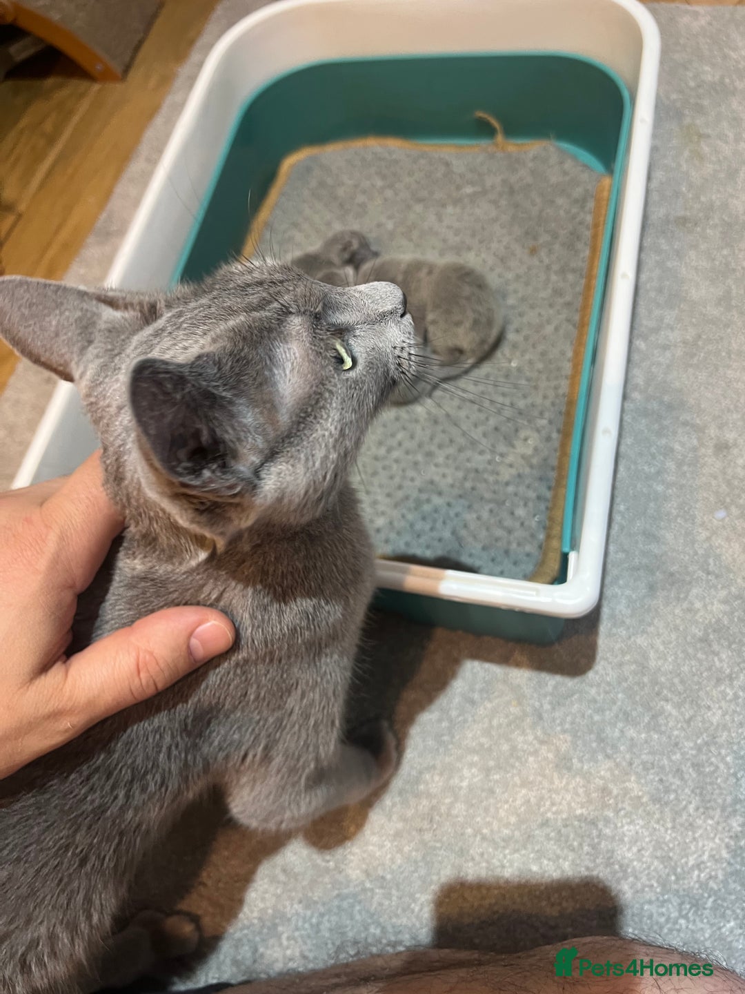 Russian Blue cats for sale: Adorable pure silver Russian blue kittens for sale - Image 5