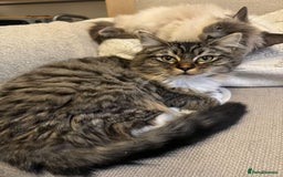 Ragdoll cats for sale: Mixed breed Ragdoll - Image 1