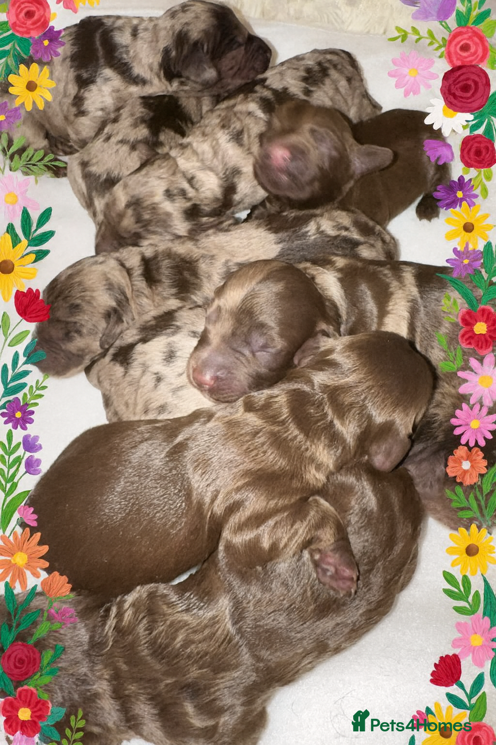 Cockapoo dogs ❤️ DNA Tested F1 Cockapoo puppies  Ready 4th Feb - Advert 6