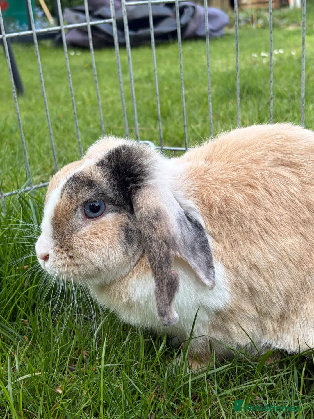 Mini Lop rabbits for sale: Mini Lop female  - Advert 4
