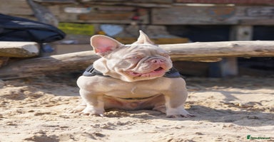 French Bulldog dogs - Advert 13