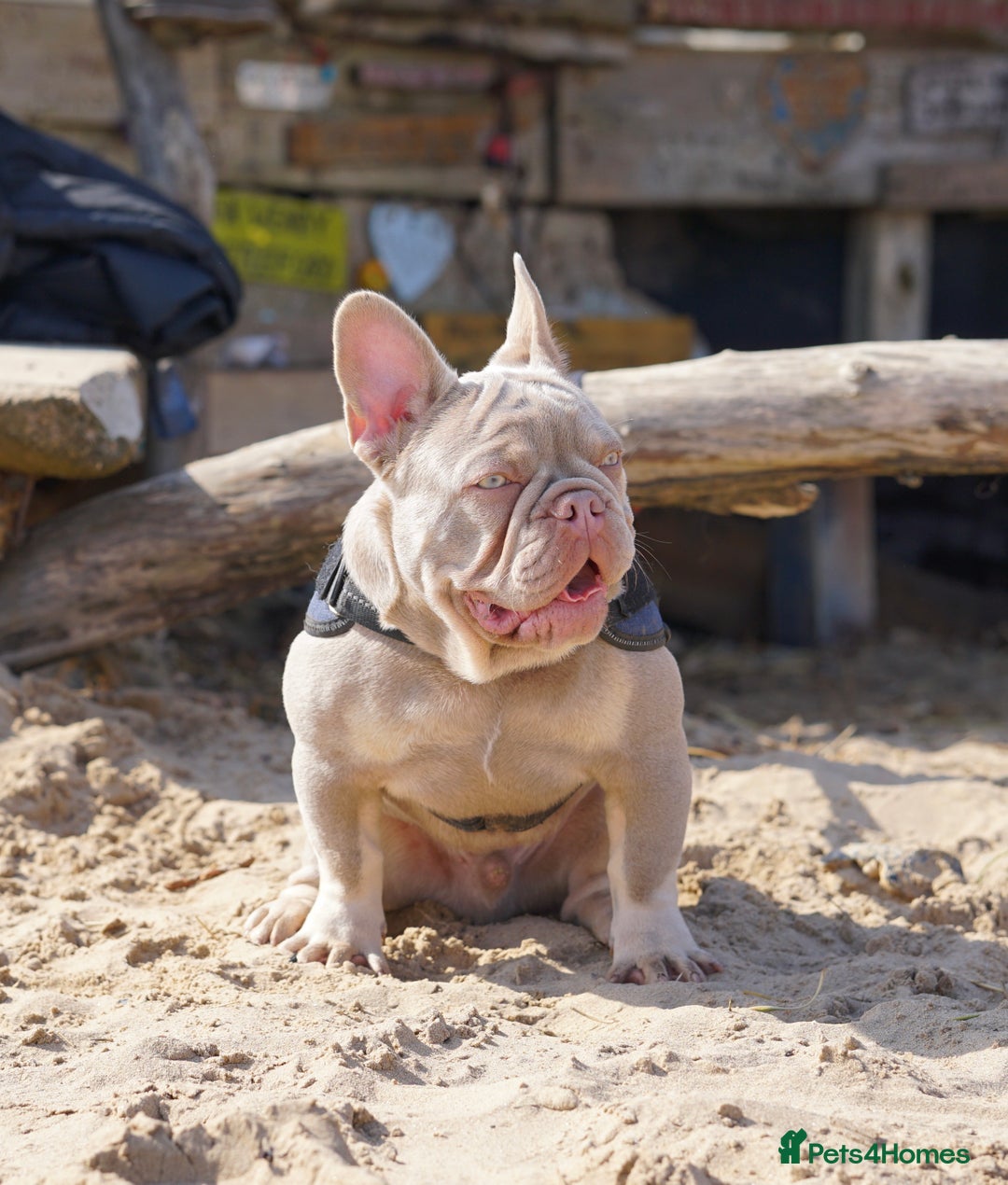 French Bulldog dogs for stud: Stocky New shade Isabella and tan Stud  - Image 2