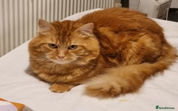 Siberian cats for stud: Handsome Ginger Siberian Cat for Stud - Image 1