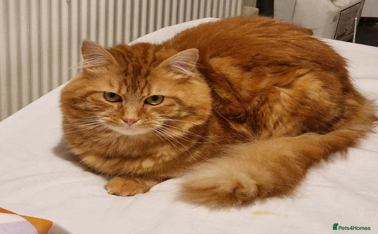 Siberian cats - Advert 1
