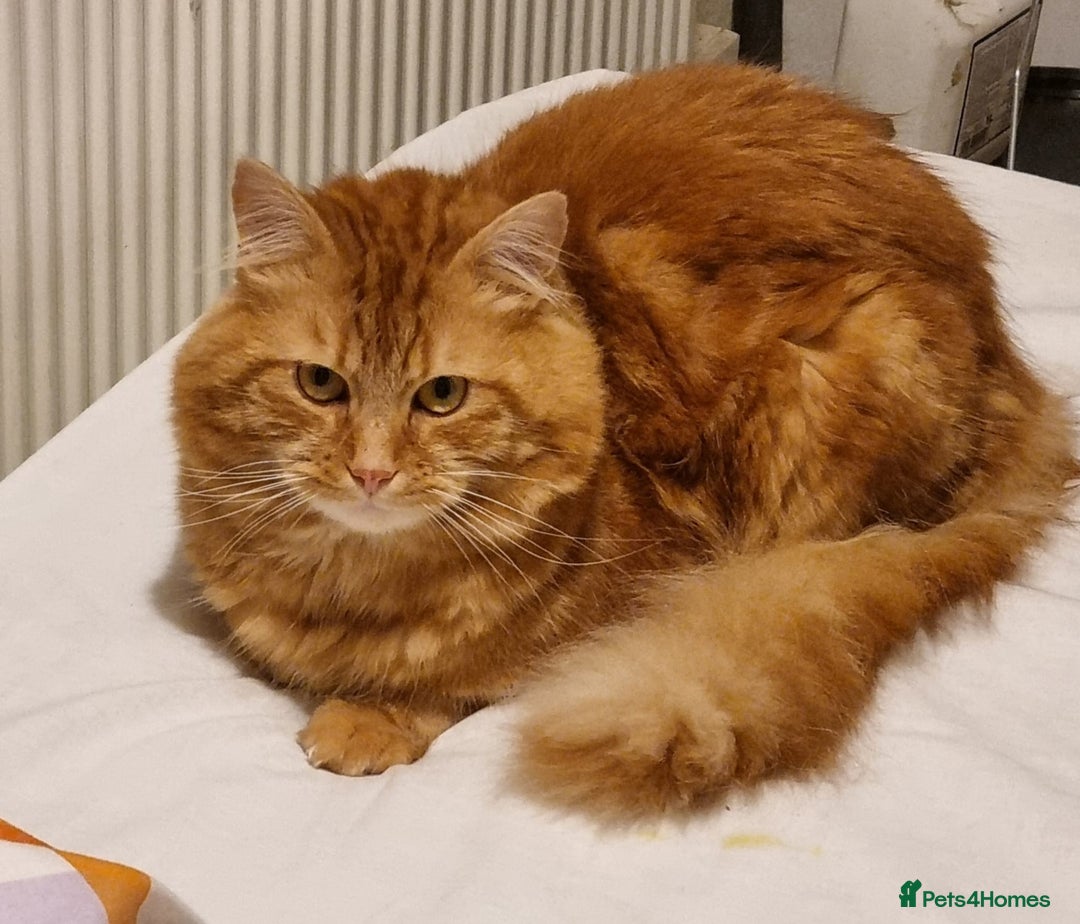 Siberian cats for stud: Handsome Ginger Siberian Cat for Stud - Image 1