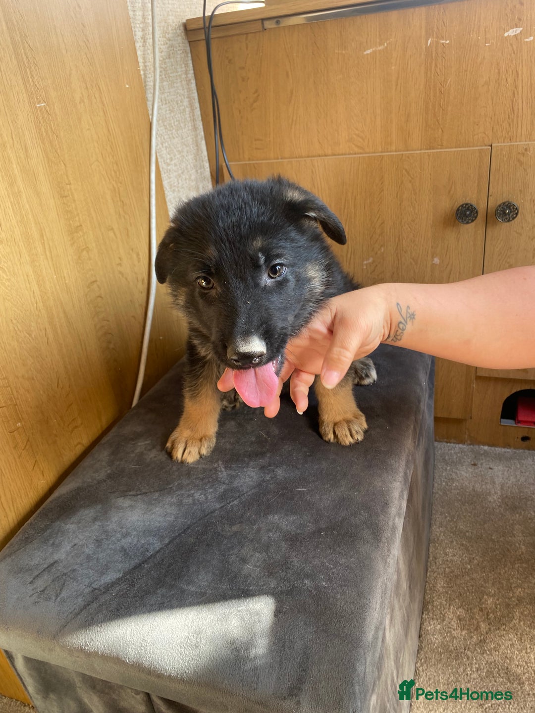 German Shepherd dogs for sale: German shepherd  - Image 8