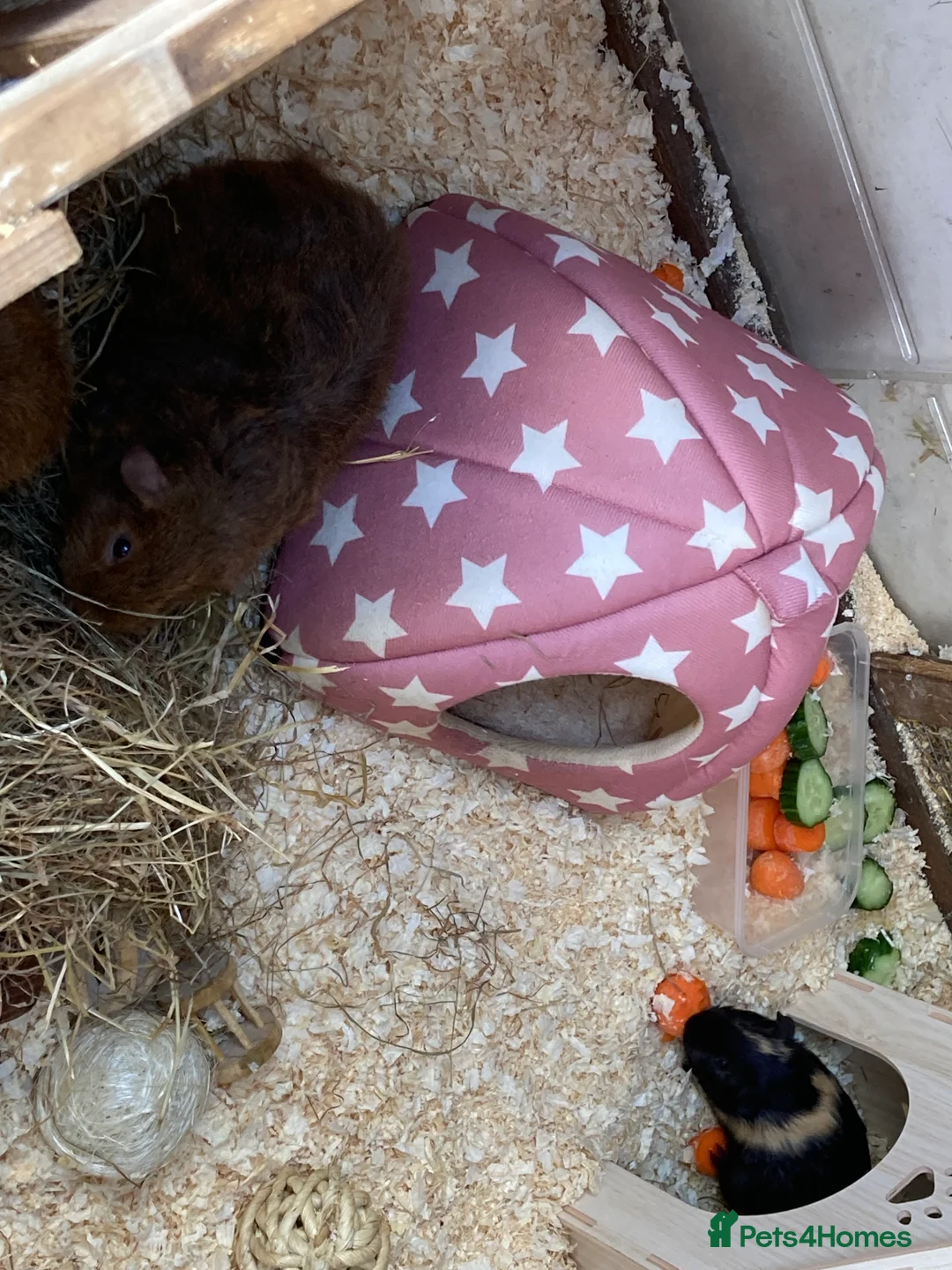Guinea Pig rodents for sale: Guinea Pigs Boars & Sows - Advert 2