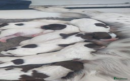 English Springer Spaniel dogs for sale: Highest Quality 8 DNA tested CLEAR KC reg puppies - Image 2
