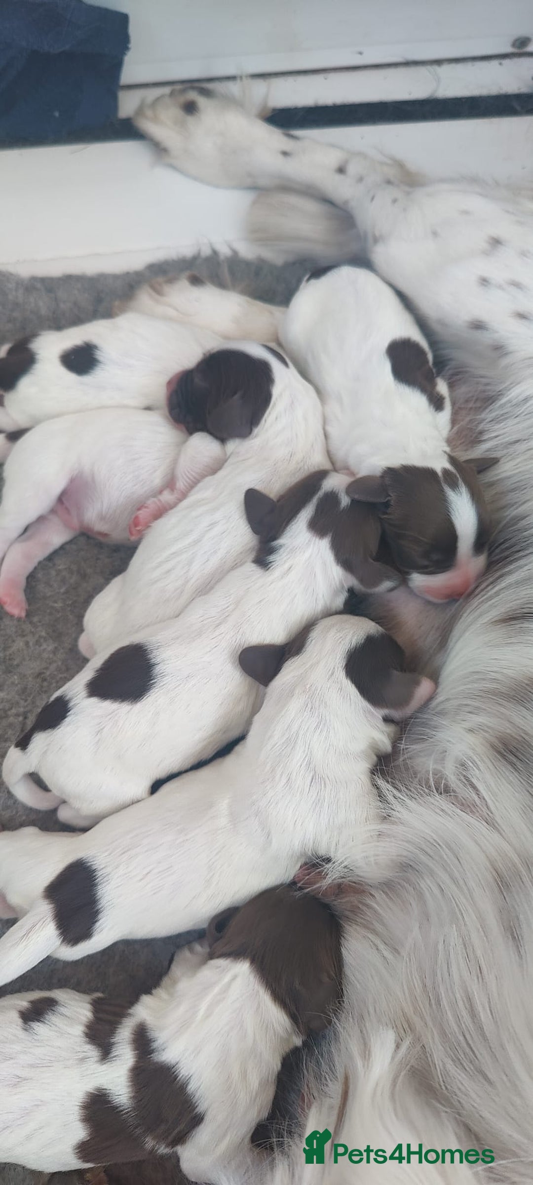 English Springer Spaniel dogs for sale: Highest Quality 8 DNA tested CLEAR KC reg puppies - Image 2