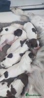 English Springer Spaniel dogs - Advert 1