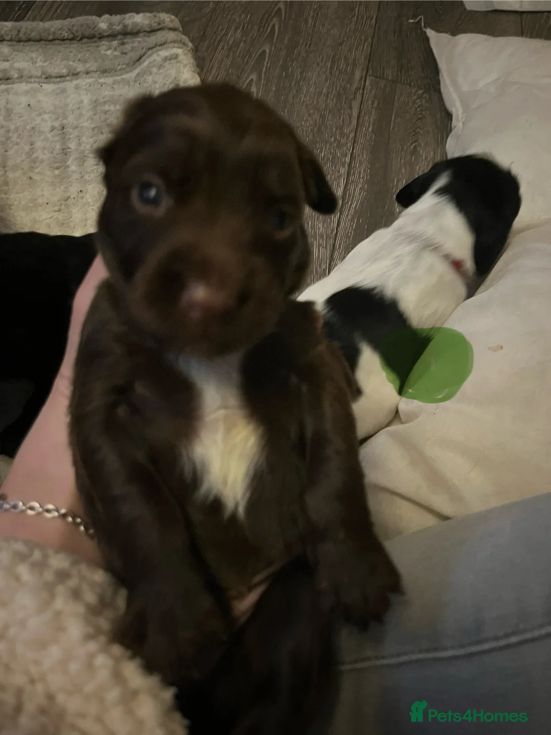 Sprocker dogs for sale: Sprocker spaniel puppies - Advert 25
