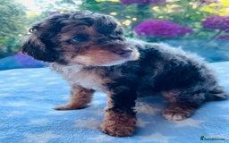 Cockapoo dogs for sale: Stunning fully DNA tested Cockapoo puppies - Image 34