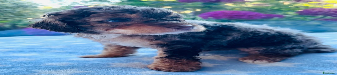 Cockapoo Puppy 1