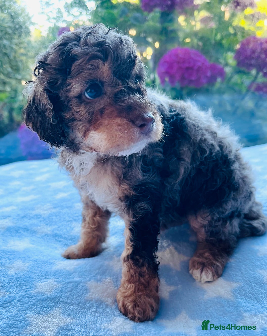 Cockapoo dogs for sale: Stunning fully DNA tested Cockapoo puppies - Image 34