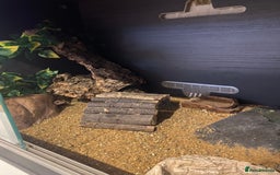 Leopard Gecko reptiles for sale: Leopard gecko for sale (with all accessories) - Image 2