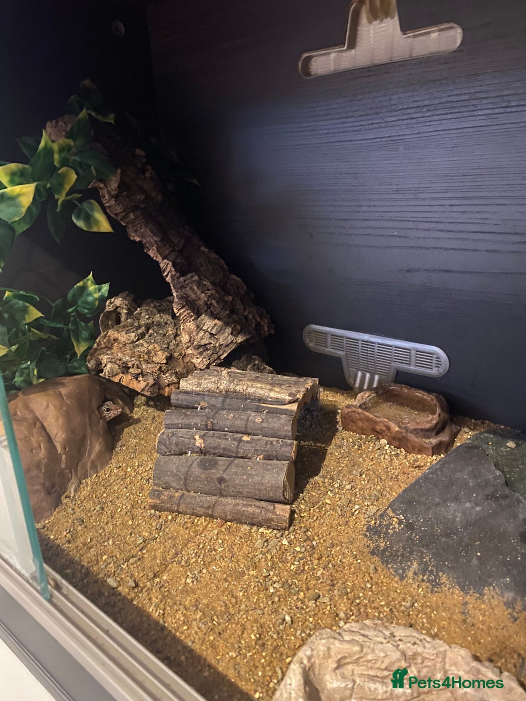 Leopard Gecko reptiles for sale: Leopard gecko for sale (with all accessories) - Image 2