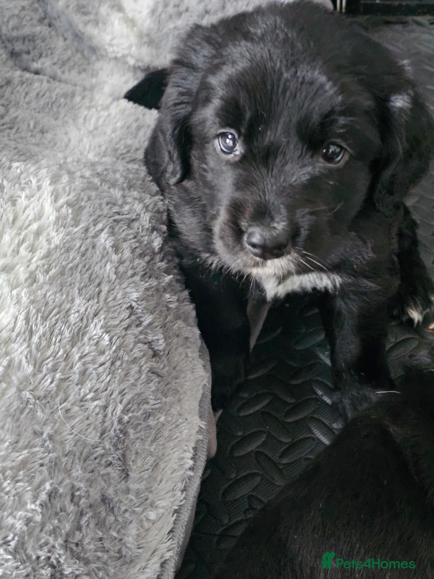 Mixed Breed dogs Gorgeous litter of cockerdor x sprollie pups - Advert 9