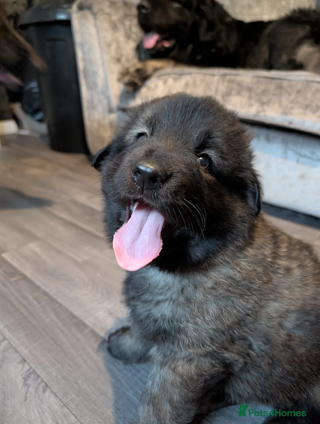 Mixed Breed dogs for sale: 5kg at 5 weeks BIG CAUCASIAN MALINOIS  - Advert 2
