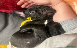 French Bulldog dogs for sale: French Bulldog Puppy 4 Months Old Girl   - Advert 22