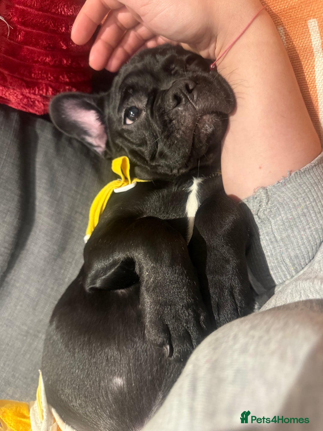 French Bulldog dogs for sale: French Bulldog Puppy 4 Months Old Girl   - Advert 22
