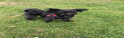Mixed Breed dogs for sale: Rare Miki-poo puppies 2 left  in Lincoln - Advert 6