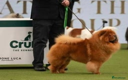 Chow Chow dogs for stud: ROLEX… son of crufts imperial champion  - Image 5