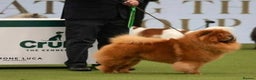 Chow Chow dogs for stud: ROLEX… Son of Crufts Imperial Champion  - Advert 5