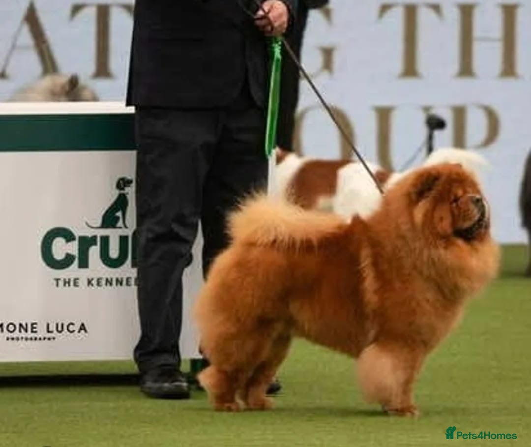 Chow Chow dogs for stud: ROLEX… son of crufts imperial champion  - Image 5