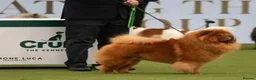 Chow Chow dogs for stud: ROLEX… Son of Crufts Imperial Champion  - Advert 5