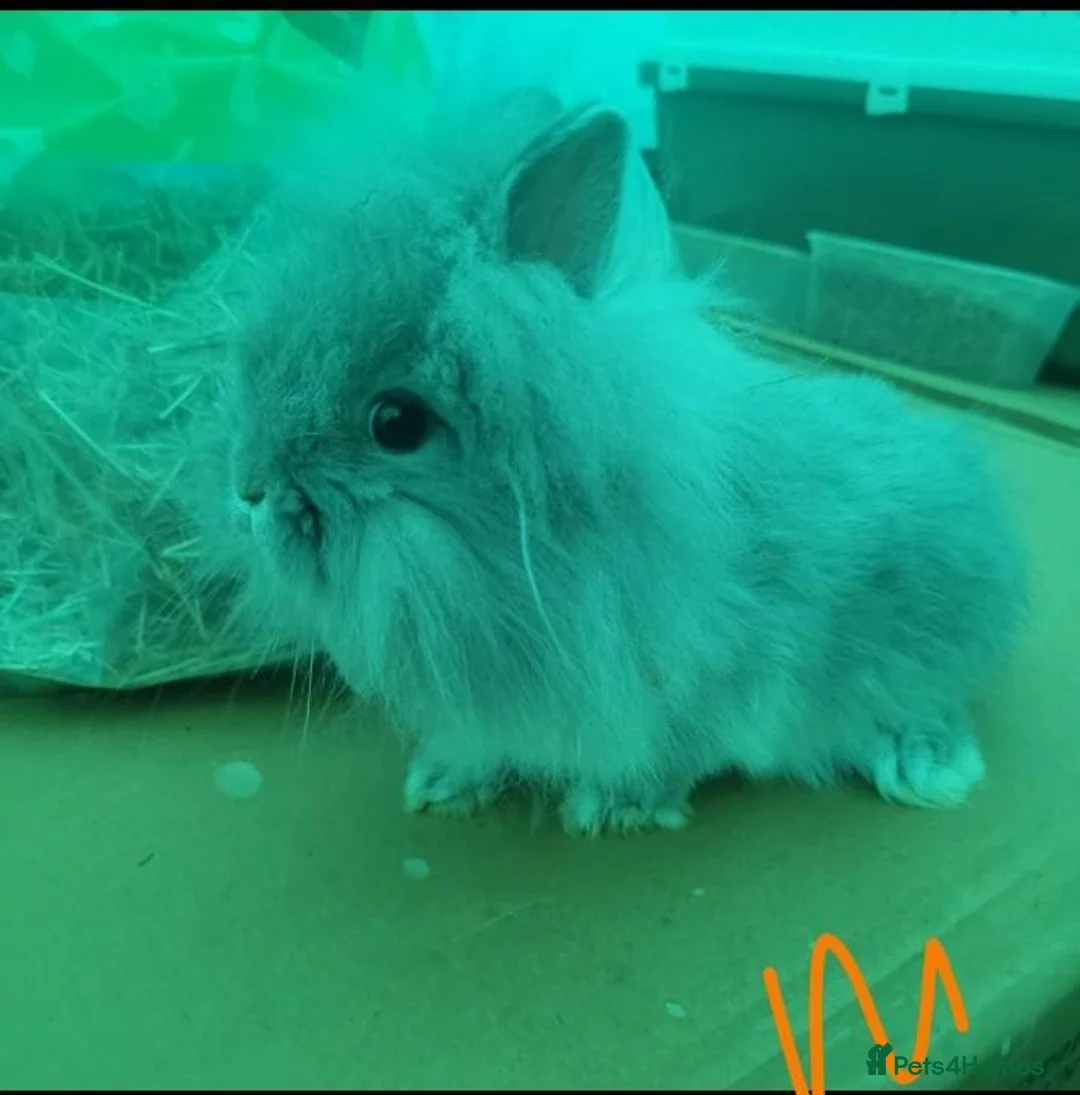 Mini Lop rabbits for sale: Mini lop / Netherland Dwarf  - Advert 2