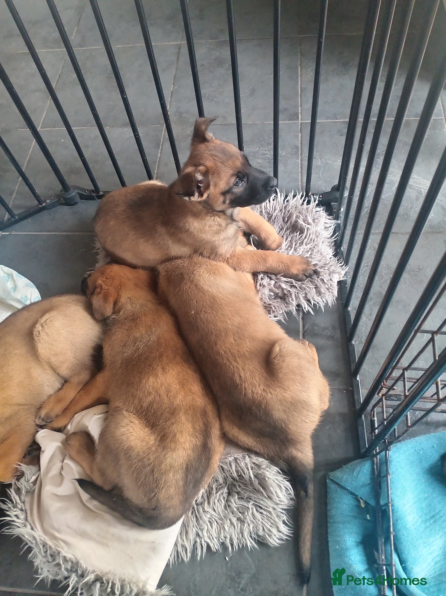 Belgian Shepherd Dog dogs for sale: Belgium malinois puppies 7 weeks old - Advert 9
