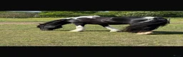 Irish Cob horses for sale: 15hh cob x Mare  - Advert 6