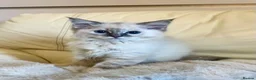 Ragdoll cats for sale: 3 stunning ragdoll girls available  - Advert 13