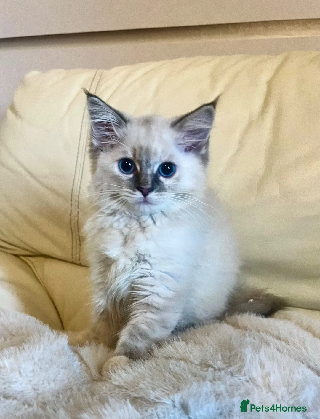 Ragdoll cats for sale: 3 stunning ragdoll girls available  - Advert 13