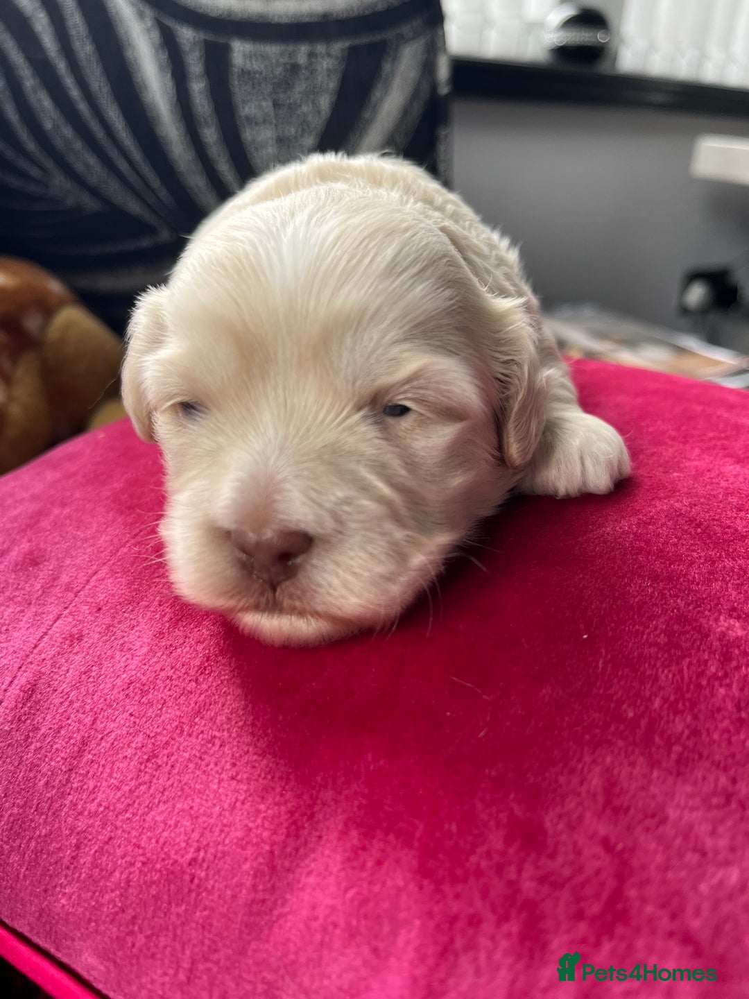 Mixed Breed dogs for sale: Amazing Shweenie girl - Advert 17