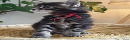 Maine Coon cats for sale: Exceptional Russian Line Maine coons - Advert 12
