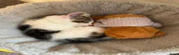 Domestic Shorthair cats for sale: A gorgeous male tabby and white domestic shorthair - Advert 10