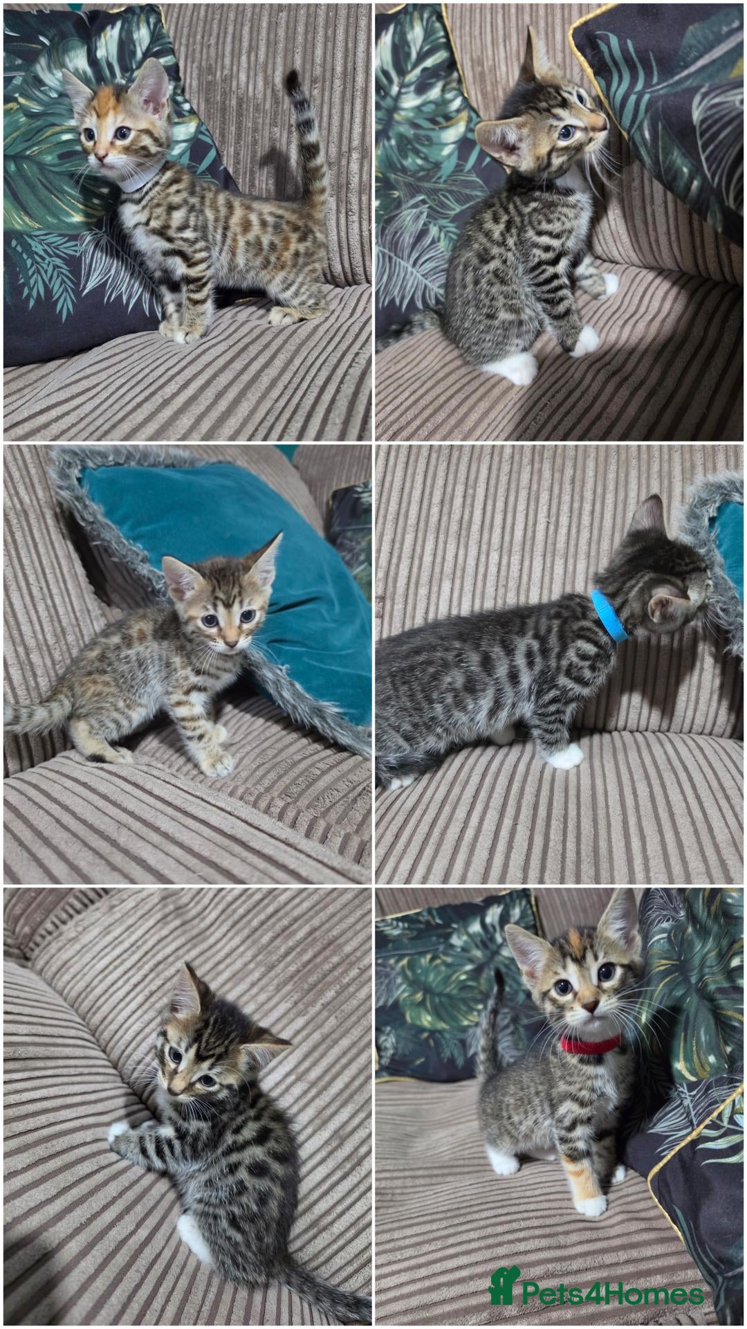 Bengal cats Bengal X DLH kittens  - Advert 1