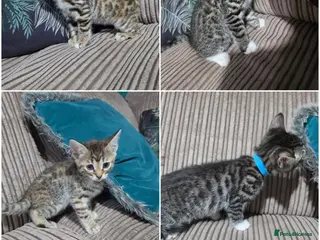 Bengal cats Bengal X DLH kittens - Advert 15