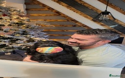 Cocker Spaniel dogs for sale: FTCH, KC REG working cocker pups - Image 28