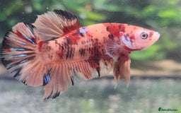 Bettas fish for sale: Broadheath Bettas  - Advert 14