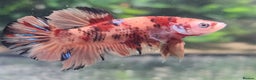 Bettas fish for sale: Broadheath Bettas  - Advert 14