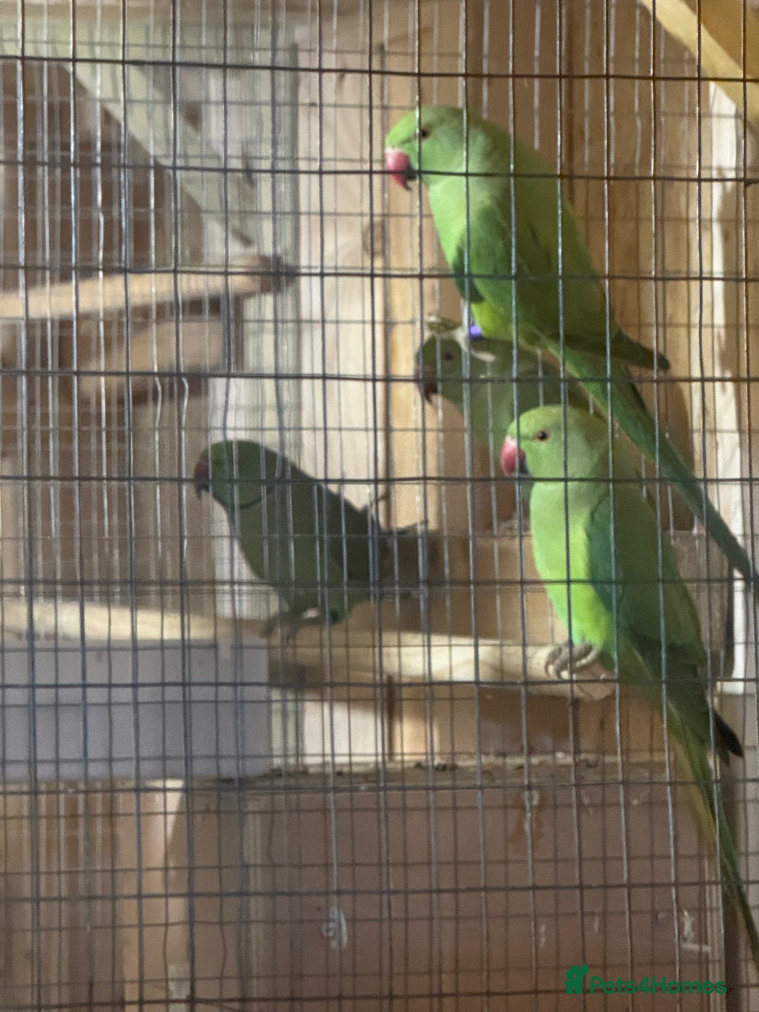 Parakeets birds for sale: Green female ring necks  - Advert 5