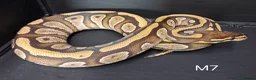 Python Snake reptiles for sale: Royal Pythons Male and Females  - Advert 7
