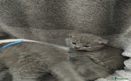 British Shorthair cats for sale: Blue British sorthair kittens available - Image 5